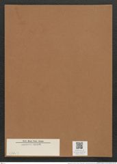 Rhaphoneis sp. (de-Toni-Nr.: Genus 78, Species 2881 ?) Zeichnungen Sammlung Grunow Mappe 03015 (Herbarium_W_Grunow_drawings_Folder_03015)